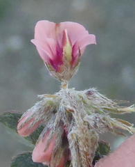 Indigofera alternans