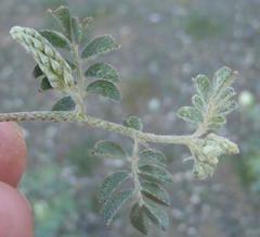 Indigofera alternans
