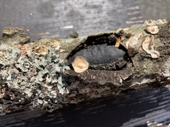 Biscogniauxia mediterranea
