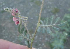 Indigofera alternans