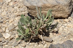 Limonium sarcophyllum