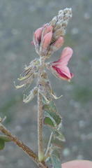 Indigofera alternans