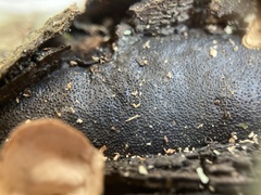 Biscogniauxia mediterranea