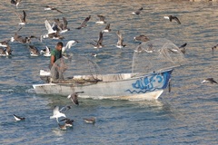 Ichthyaetus hemprichii