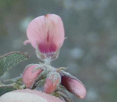 Indigofera alternans