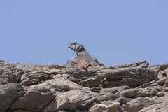 Uromastyx benti