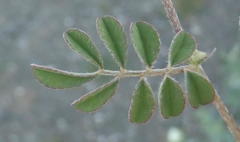 Indigofera alternans