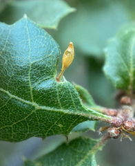 Andricus pedicellatus