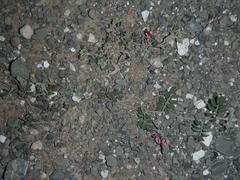 Indigofera alternans