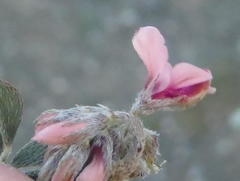 Indigofera alternans