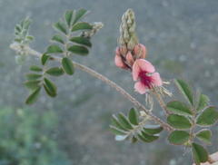 Indigofera alternans