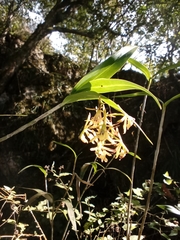 Epidendrum propinquum