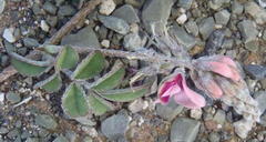 Indigofera alternans