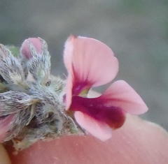 Indigofera alternans