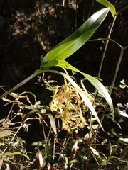 Epidendrum propinquum