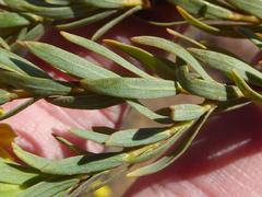 Lasiosiphon burchellii