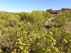 Lasiosiphon burchellii