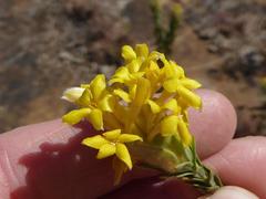 Lasiosiphon burchellii
