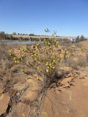 Lasiosiphon burchellii