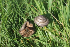 Entoloma perzonatum