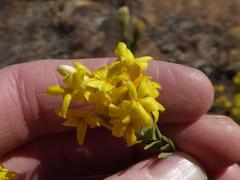 Lasiosiphon burchellii