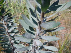 Leucadendron daphnoides