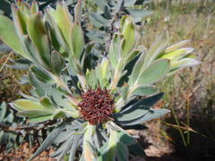 Leucadendron daphnoides