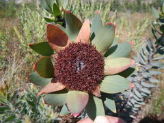 Leucadendron daphnoides