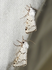 Grotella binda