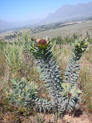 Leucadendron daphnoides