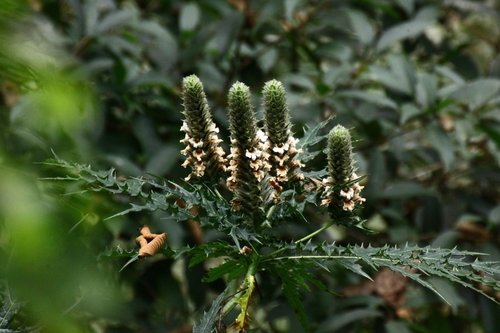 Acanthus carduaceus