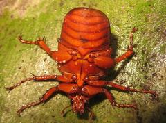 Anisorrhina serripes