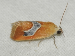 Ponometia venustula