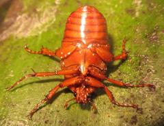 Anisorrhina serripes