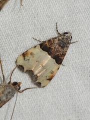 Cobubatha dividua