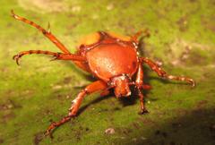 Anisorrhina serripes