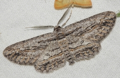 Iridopsis obliquaria