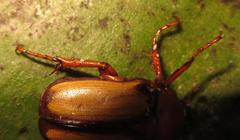 Anisorrhina serripes