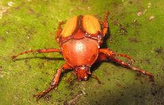 Anisorrhina serripes