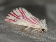Lythrodes radiatus