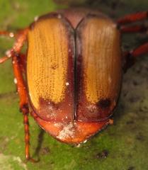 Anisorrhina serripes