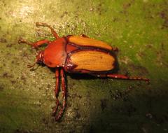 Anisorrhina serripes