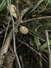 Entoloma olivaceomarginatum
