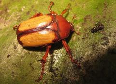 Anisorrhina serripes