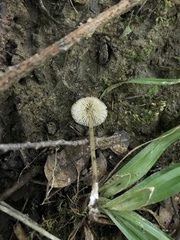 Entoloma olivaceomarginatum