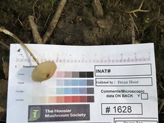 Entoloma olivaceomarginatum