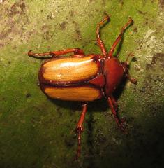 Anisorrhina serripes