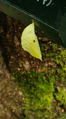 Apaturinae