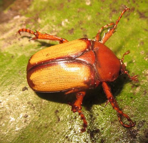 Anisorrhina serripes (Cetoniinae (Fruit Chafers) of Southern Africa ...