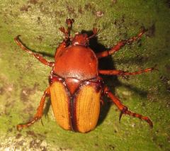 Anisorrhina serripes